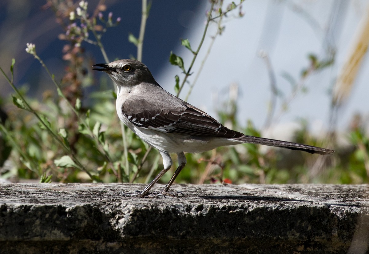 Northern Mockingbird - ML88347891