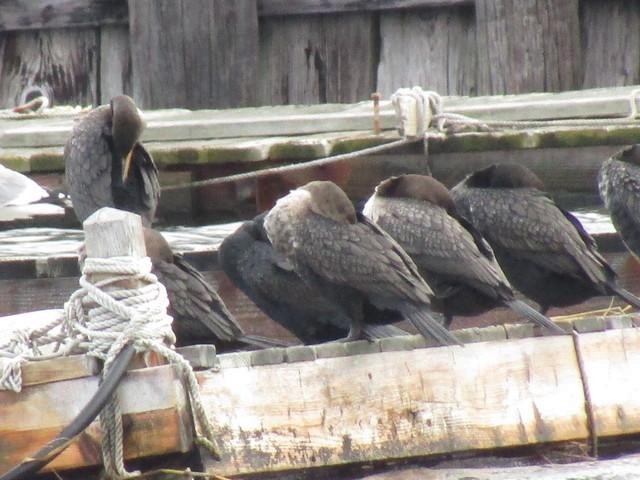 Double-crested Cormorant - ML88347941