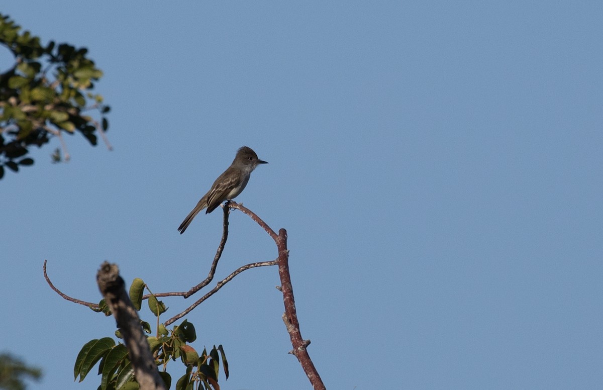 La Sagra's Flycatcher - Suzanne Labbé