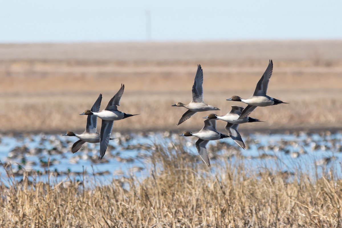 Northern Pintail - ML88349011
