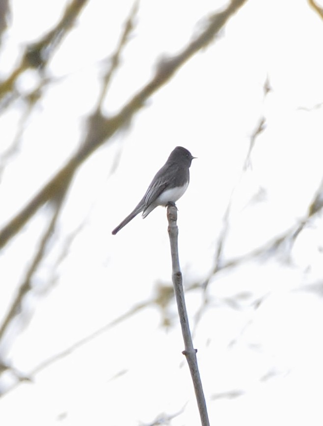 Black Phoebe - ML88349881