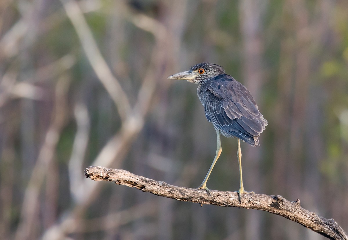 Yellow-crowned Night Heron - ML88350021