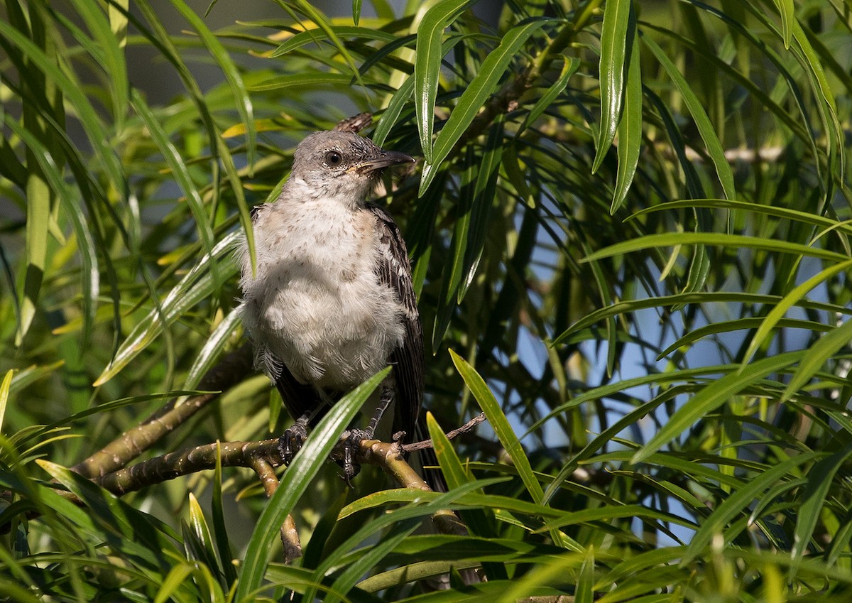 Northern Mockingbird - ML88350191