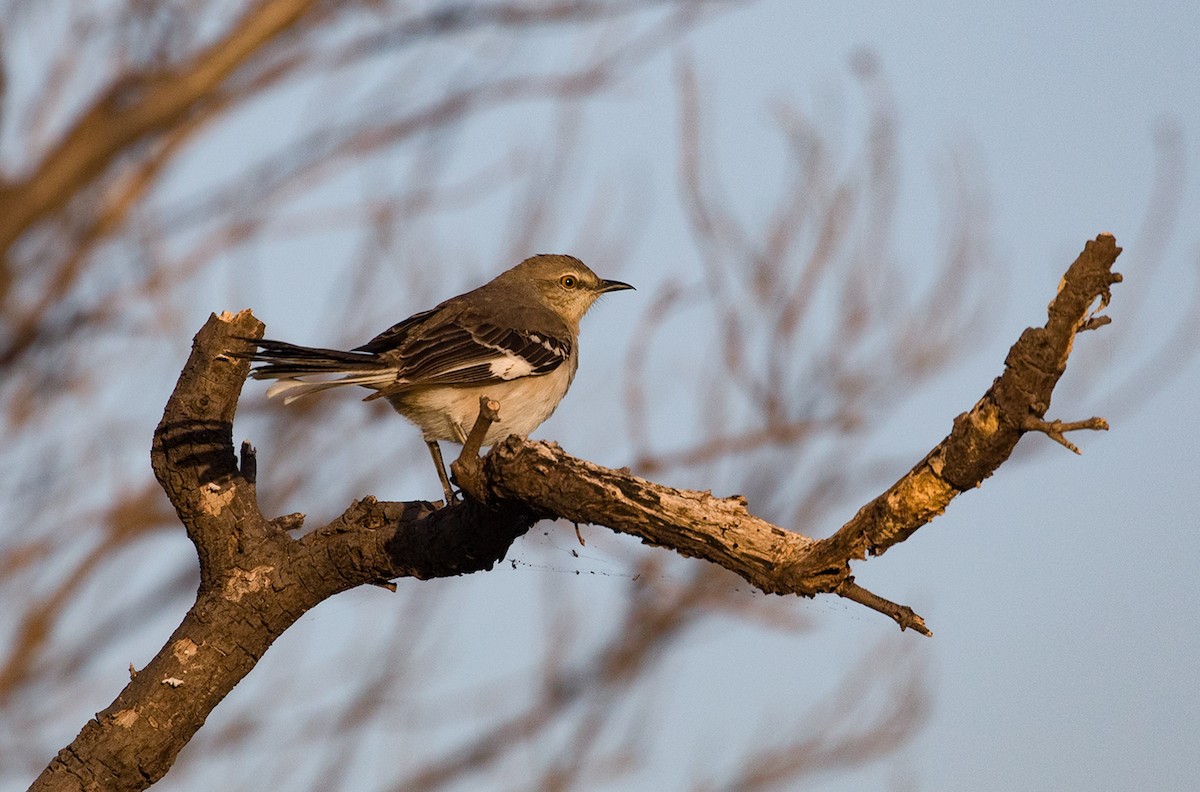 Northern Mockingbird - ML88350211