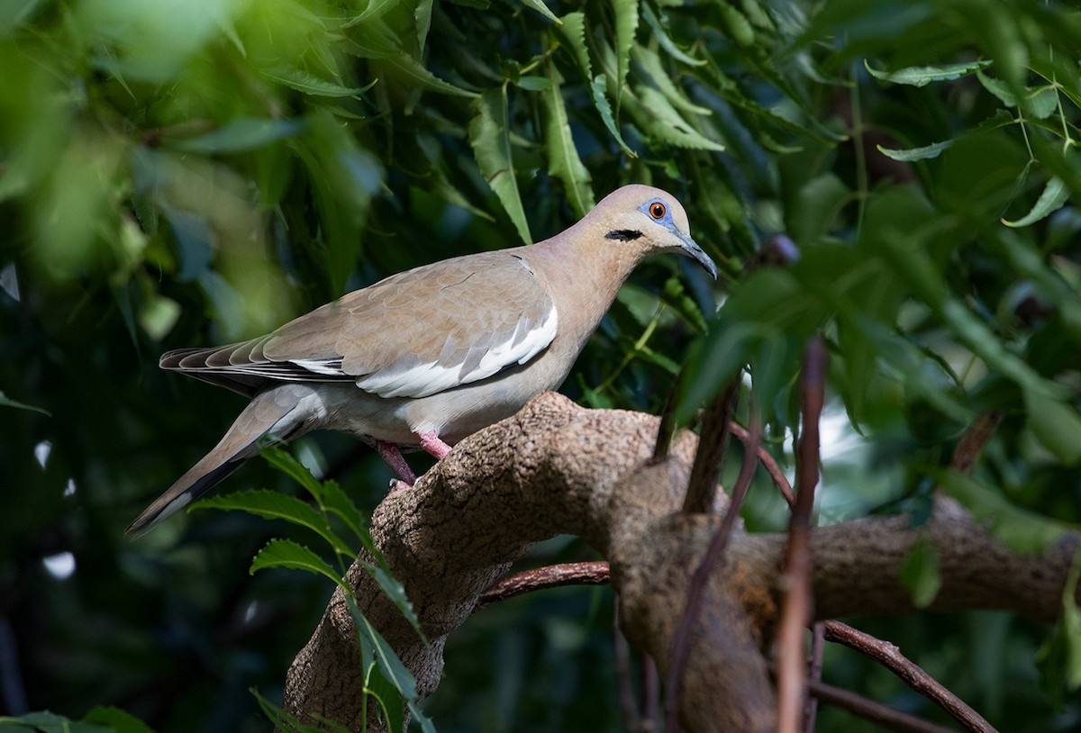 White-winged Dove - ML88350301