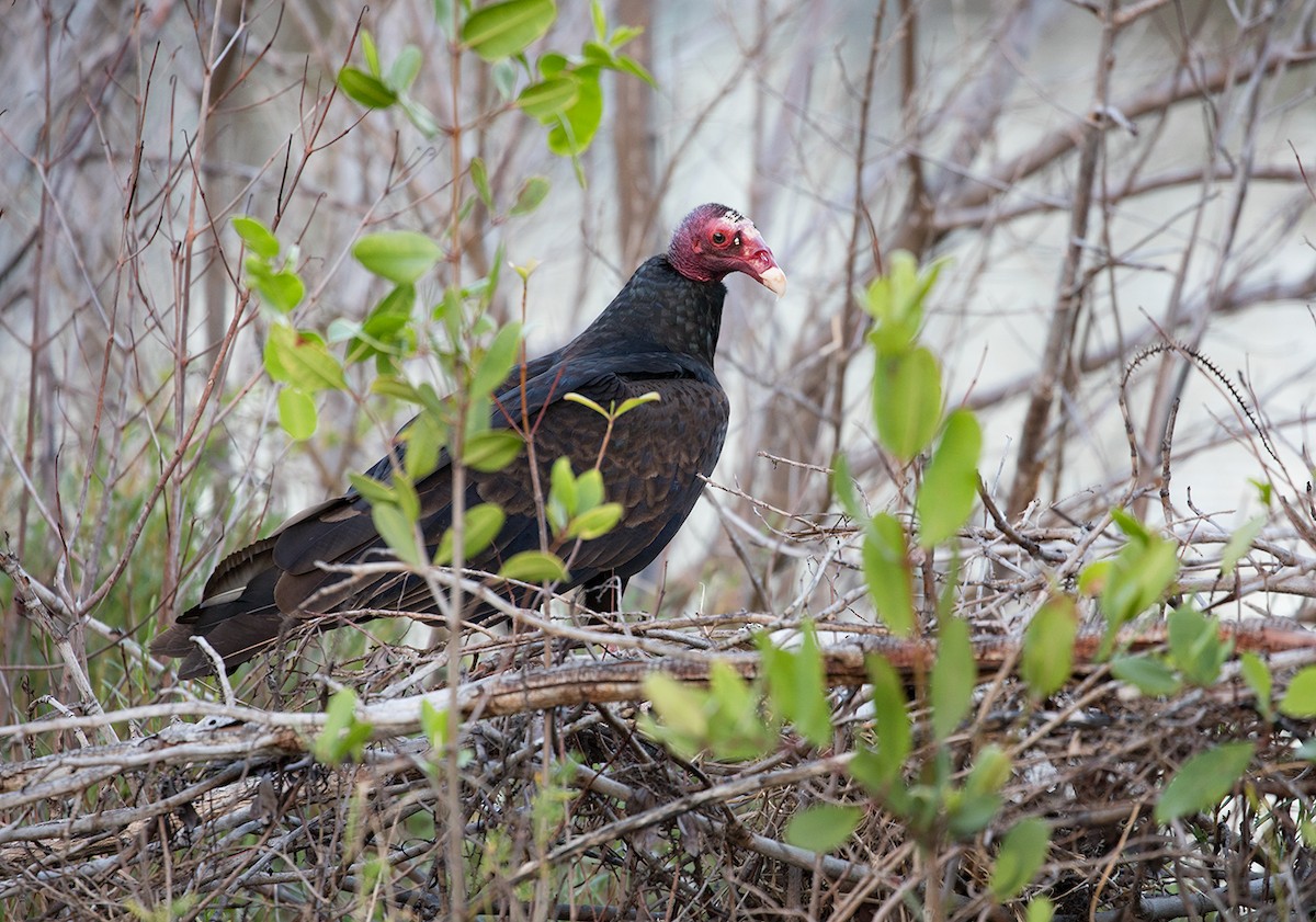 Turkey Vulture - ML88350311