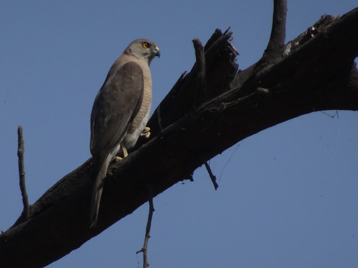 Shikra - Ramit Singal