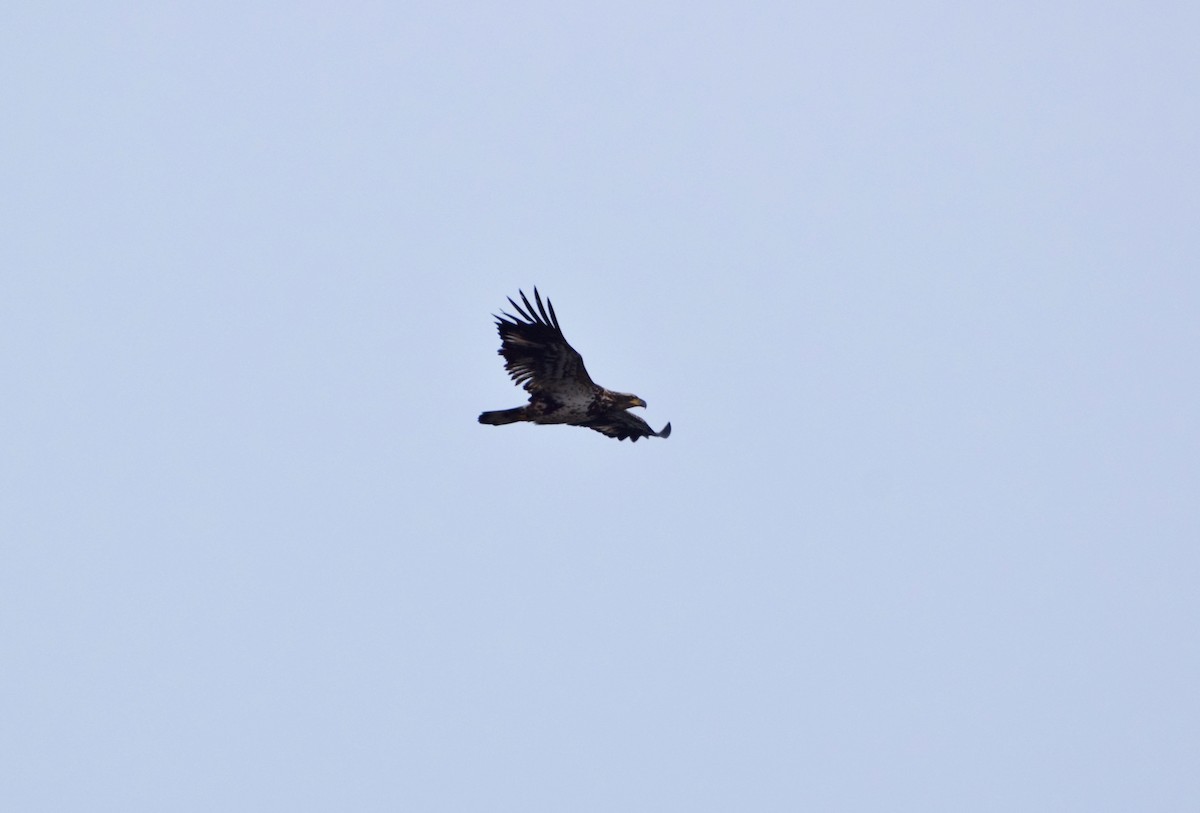 Bald Eagle - ML88352631