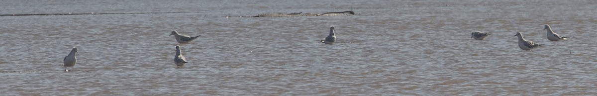 Mouette de Bonaparte - ML88352691