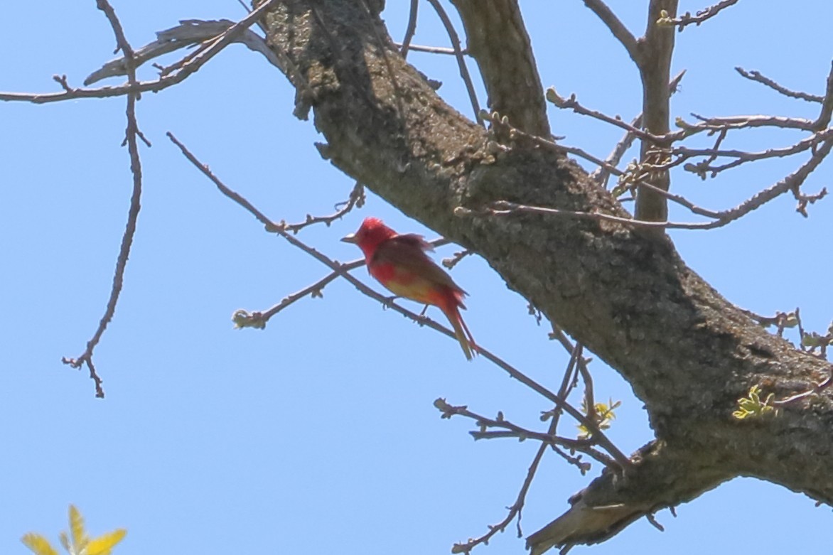 Summer Tanager - Elista Fisher