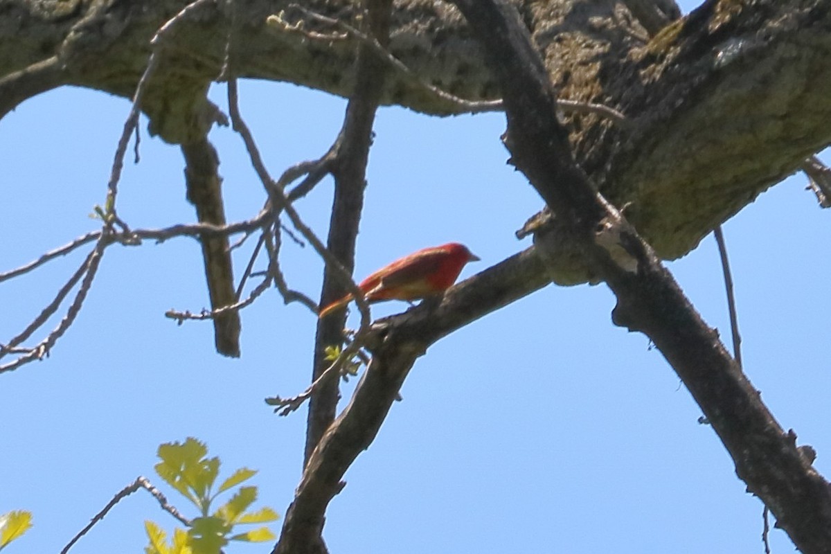Summer Tanager - Elista Fisher