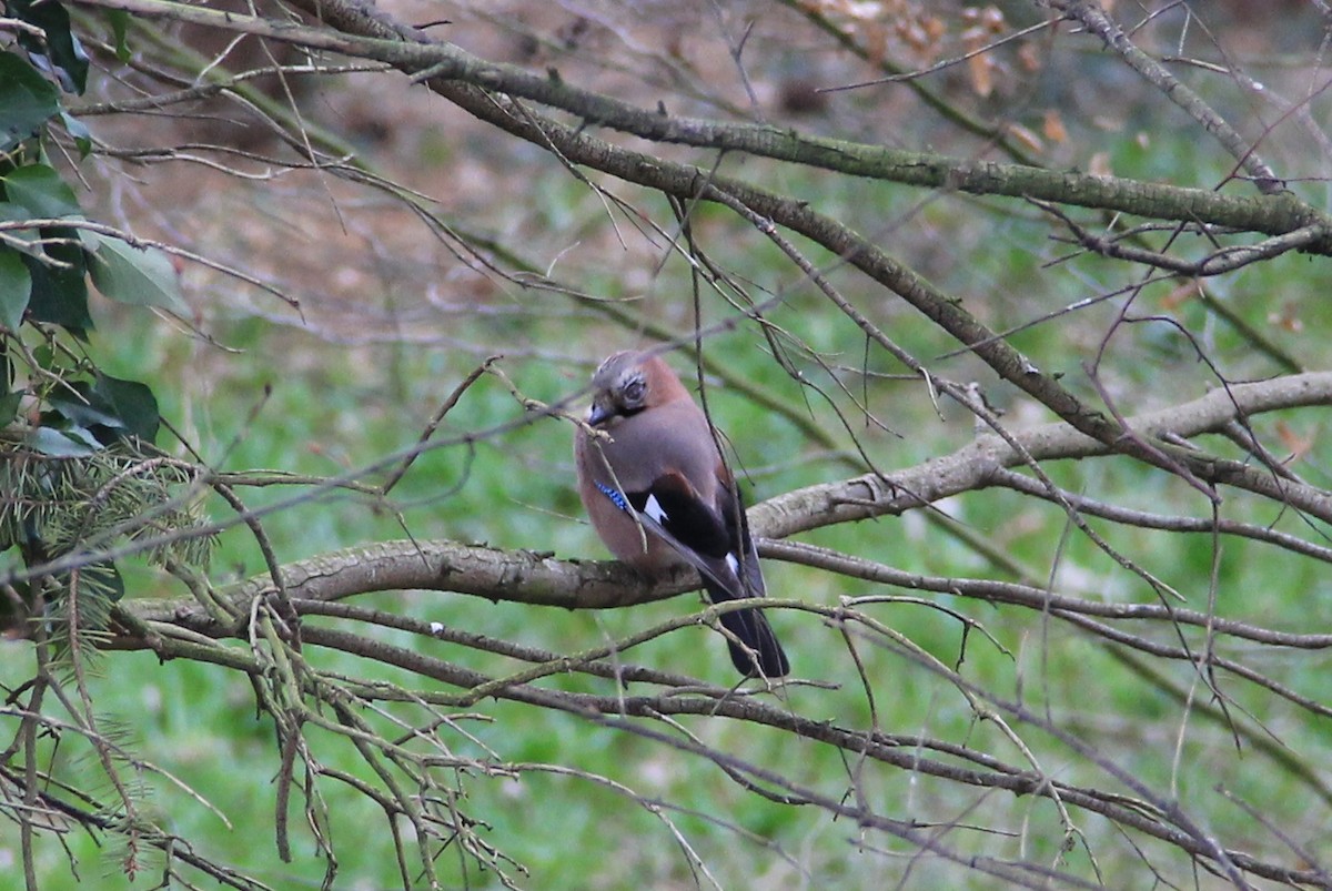 Eurasian Jay - ML88352831