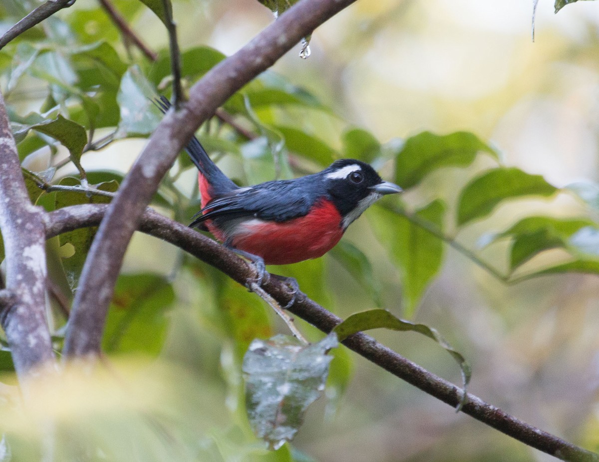 Rose-breasted Chat - ML88352941