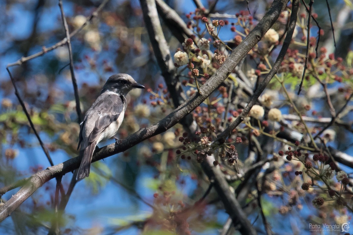 Brown-rumped Minivet - Pattaraporn Vangtal