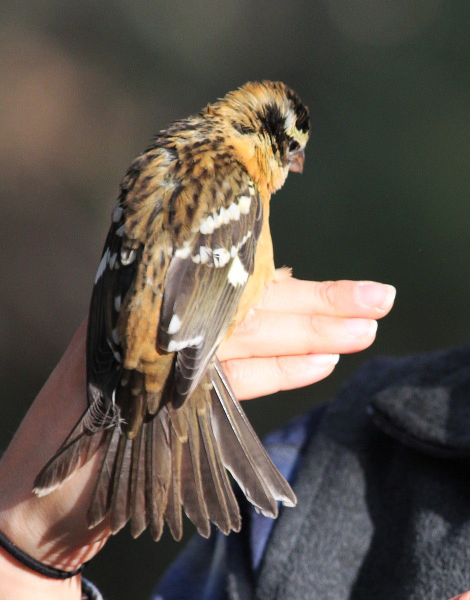 Black-headed Grosbeak - ML88353471