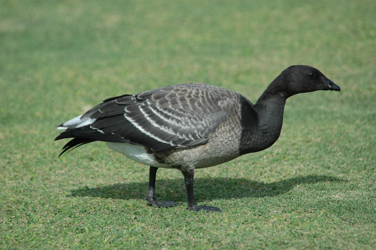 Brant - ML88353991