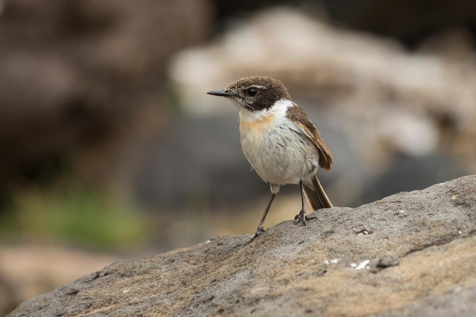 Fuerteventura Stonechat - ML88354361