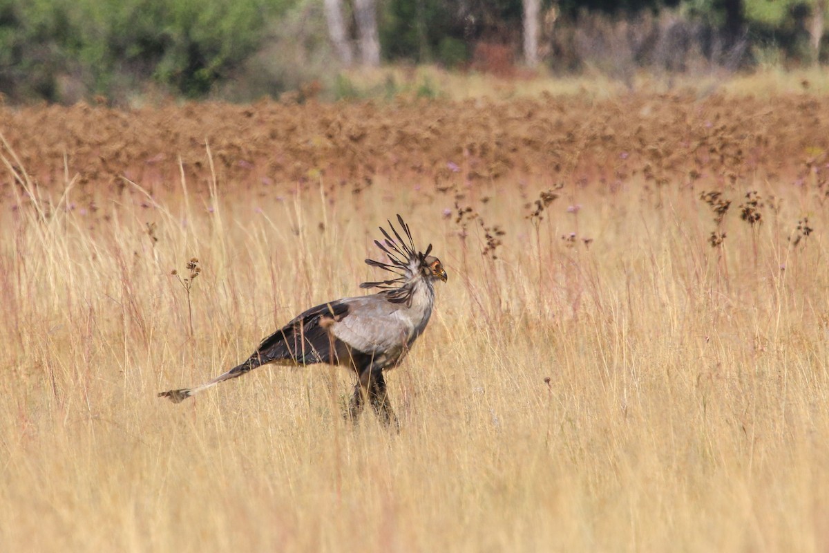 Secretarybird - Allison Miller