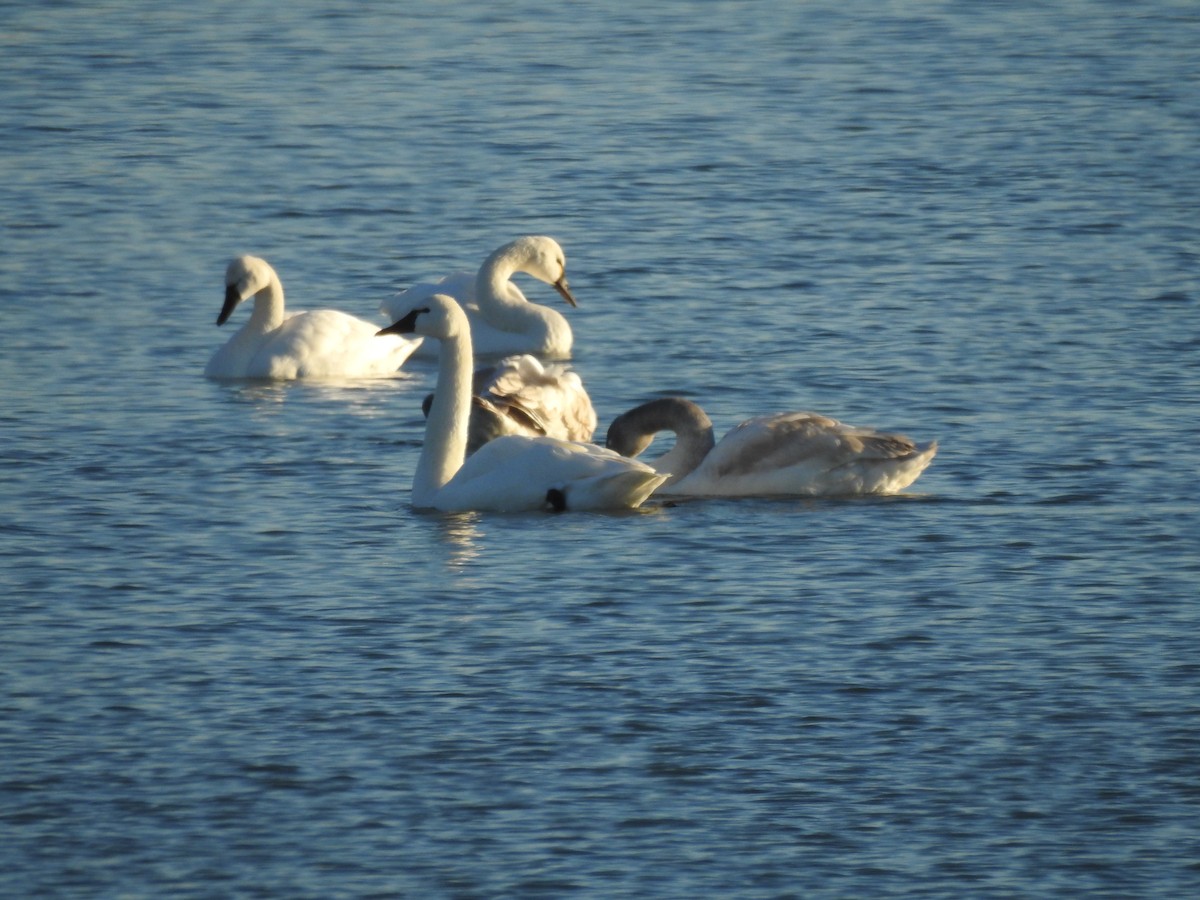 Tundra Swan - ML88356221