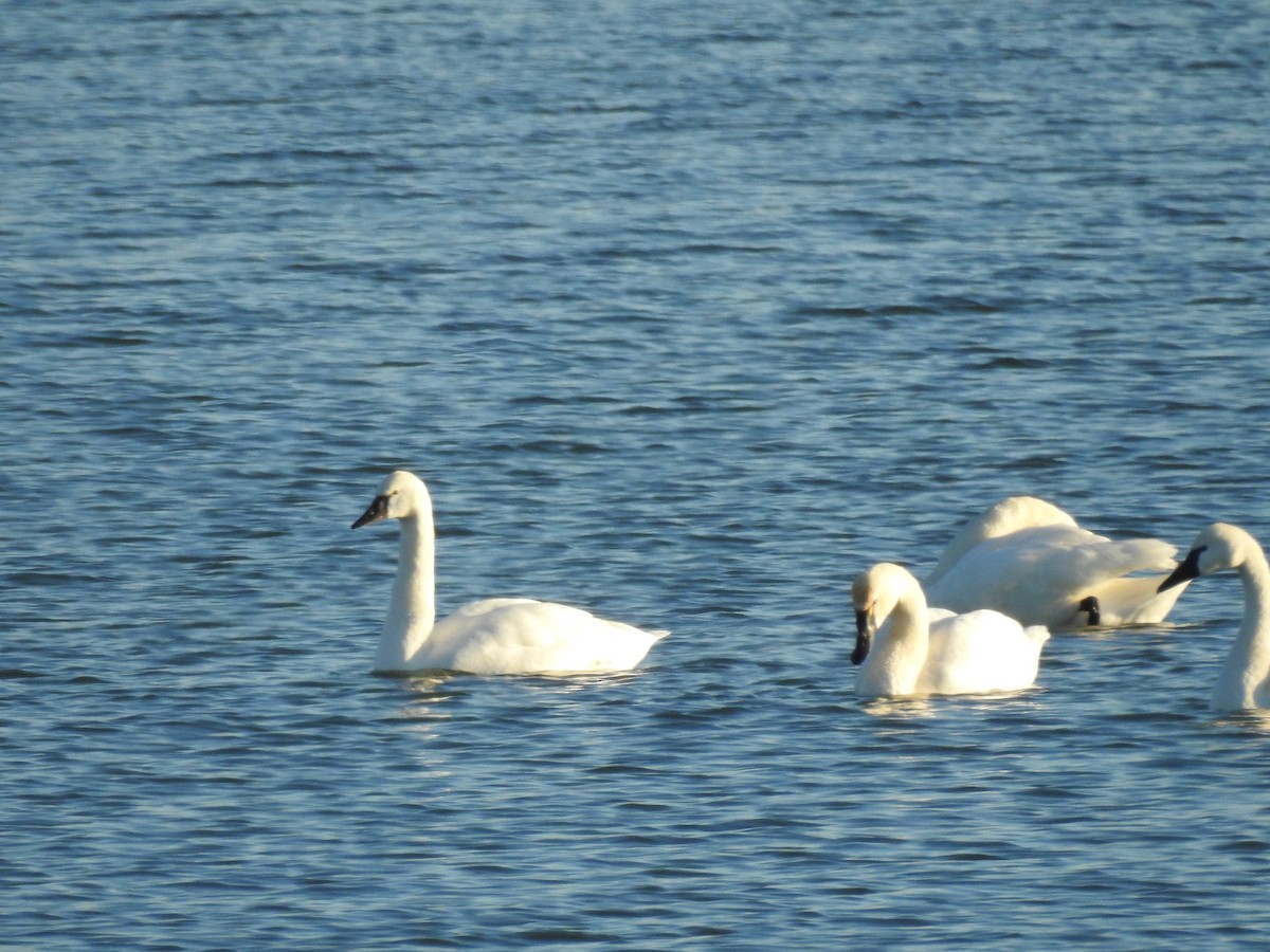 Tundra Swan - ML88356321