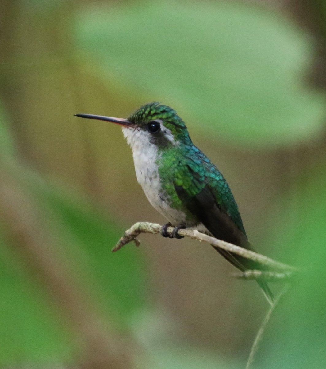 Cozumel Emerald - ML88356881