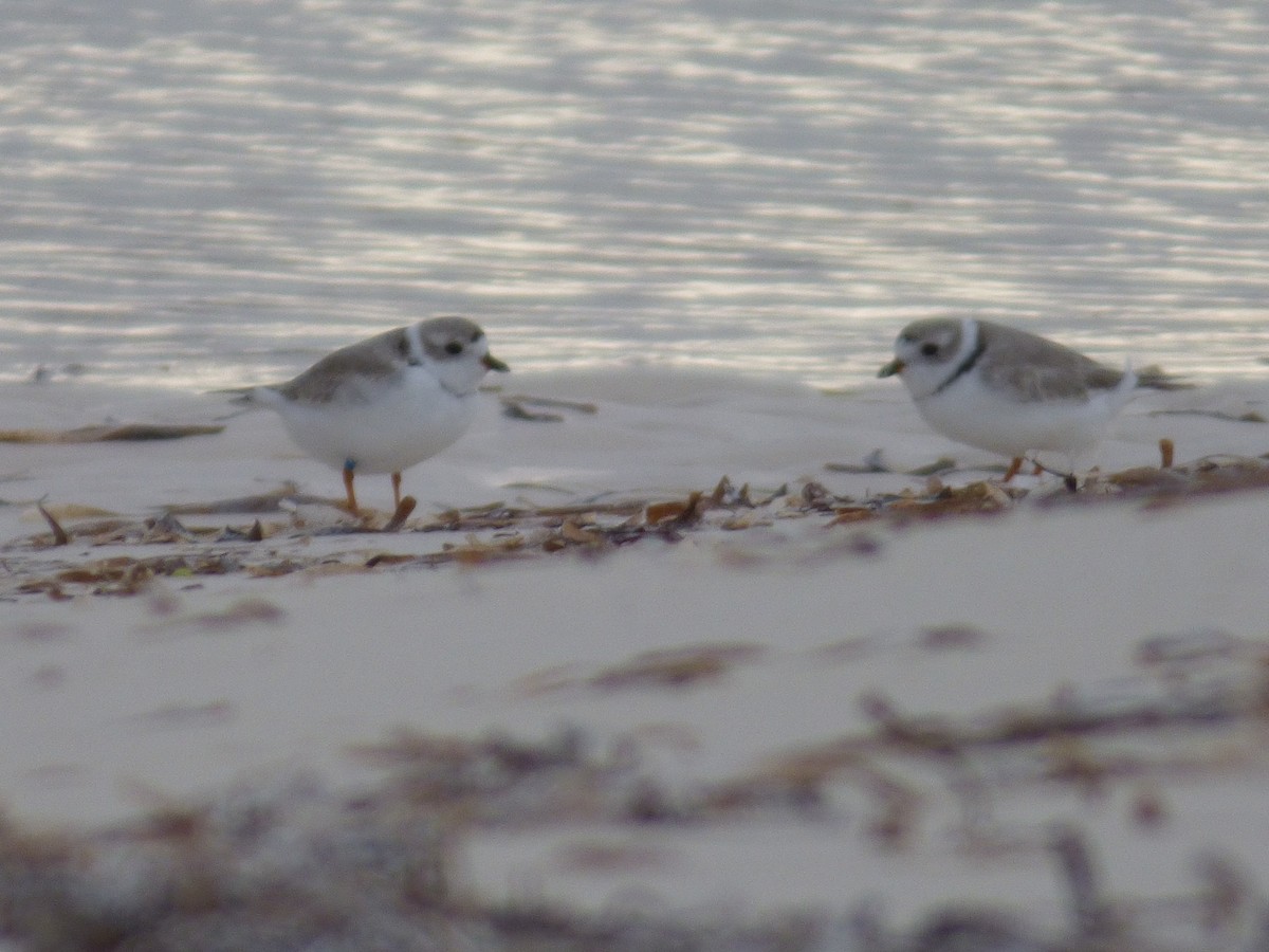 Piping Plover - Tarra Lindo