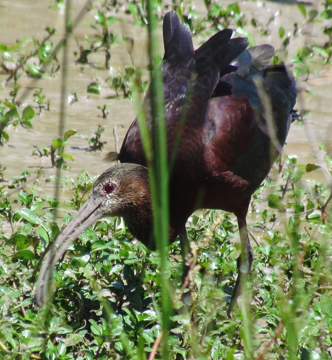 White-faced Ibis - Hugo Hulsberg