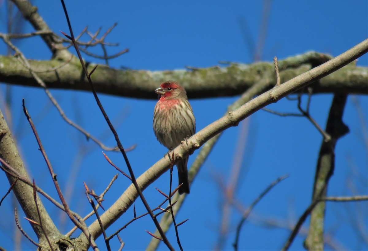 House Finch - ML88361041