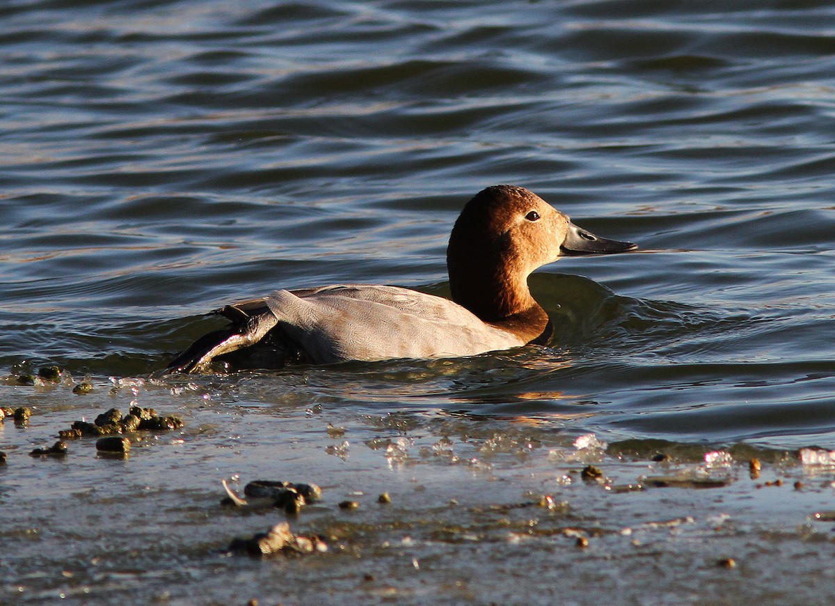 Canvasback - ML88361181