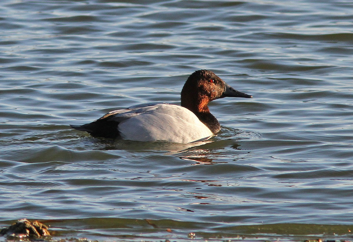 Canvasback - ML88361201