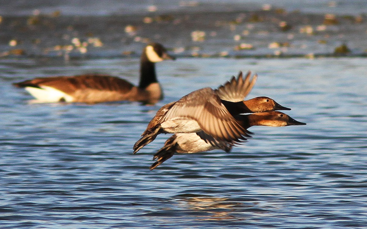 Canvasback - ML88361381