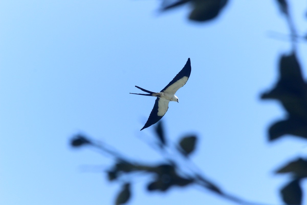 Swallow-tailed Kite - ML88361871