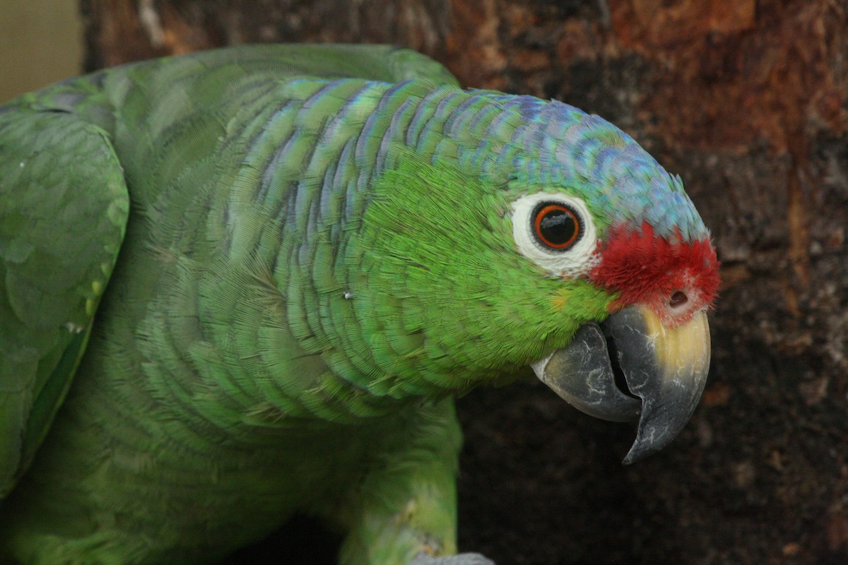 Red-lored Amazon - ML88362461