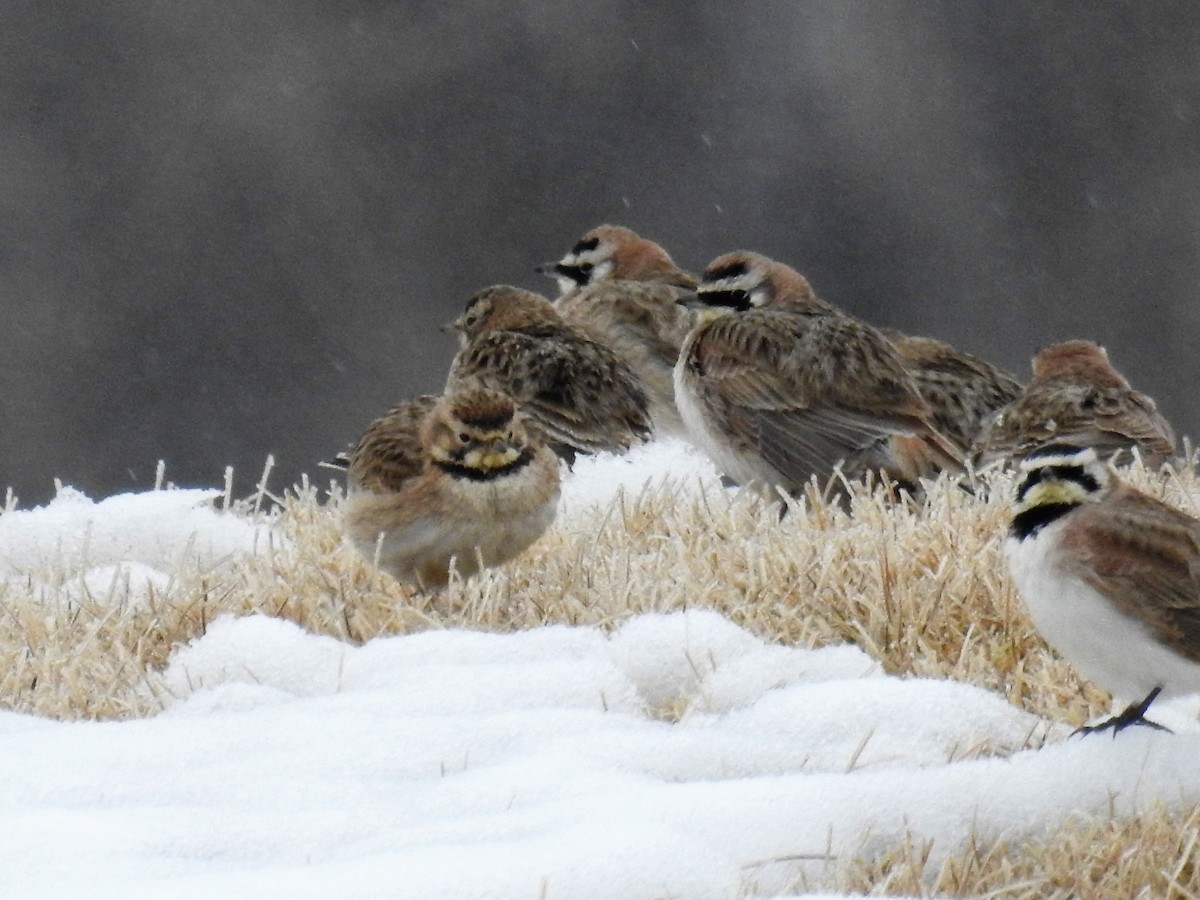 Horned Lark - Tina Toth