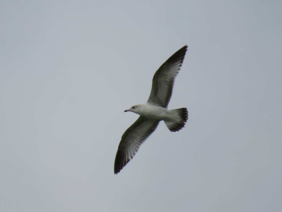 Ring-billed Gull - ML88363681