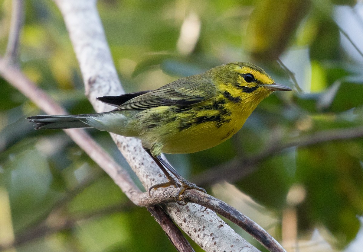 Prairie Warbler - ML88367501