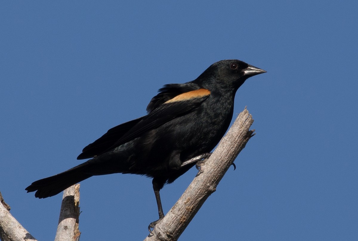 Tawny-shouldered Blackbird - Suzanne Labbé