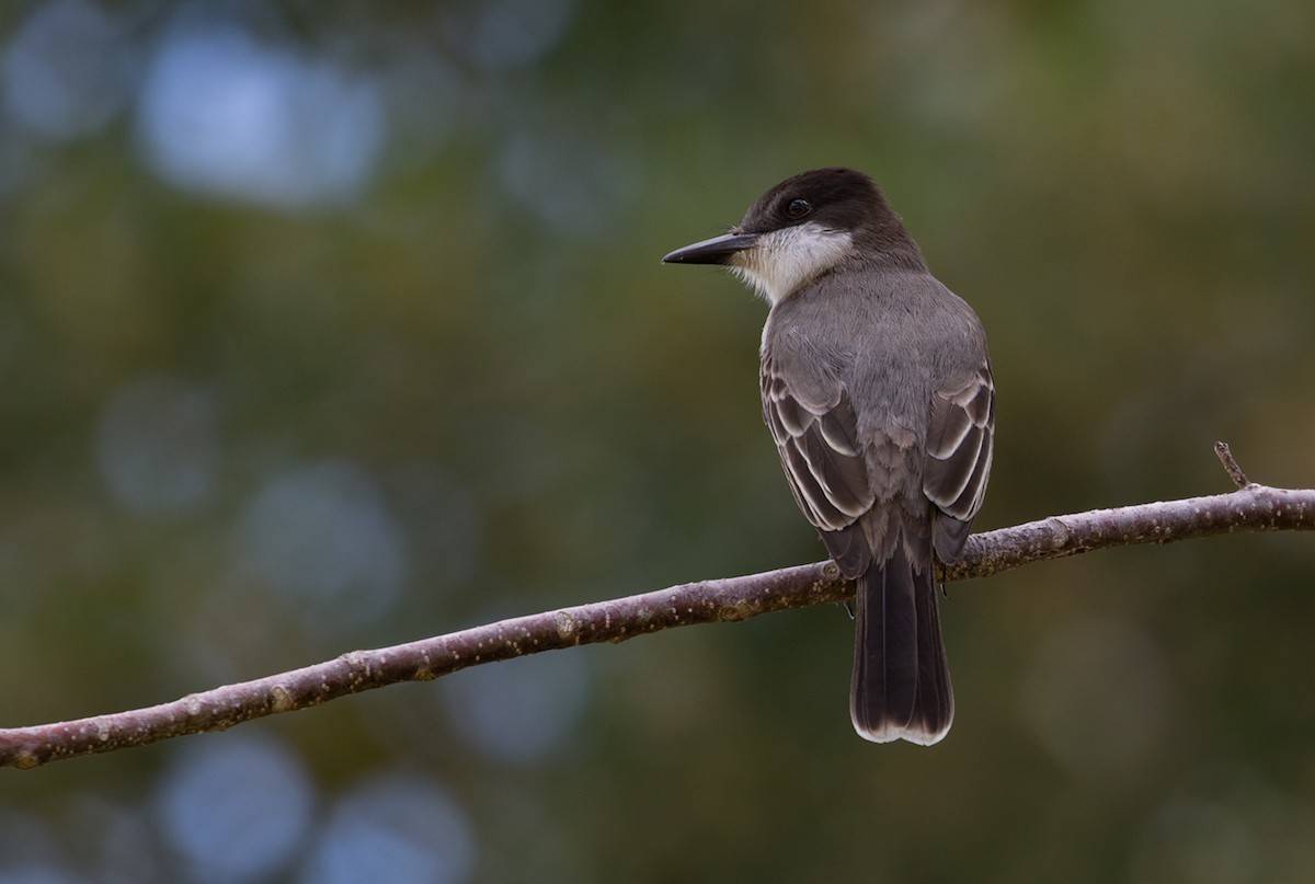 Antillenkönigstyrann - ML88367641