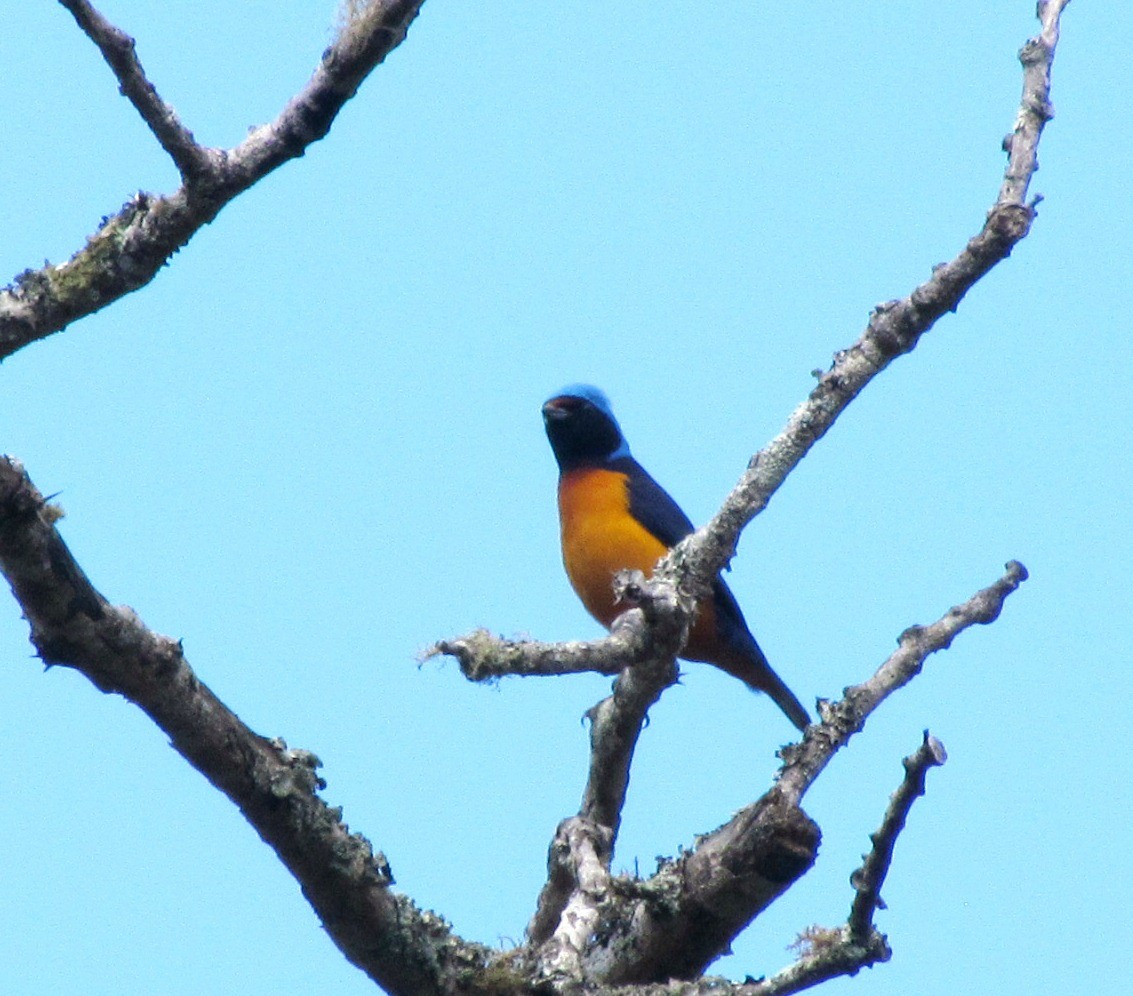 Elegant Euphonia - Chico Muñoz