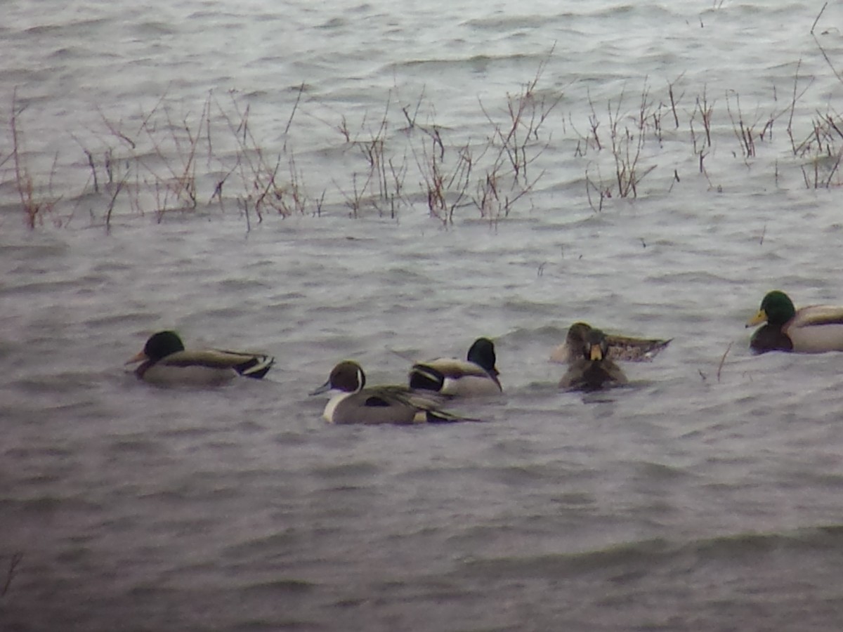 Northern Pintail - ML88367721