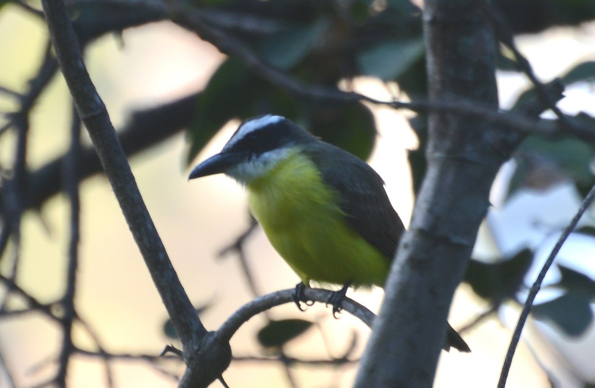 Great Kiskadee - ML88368221