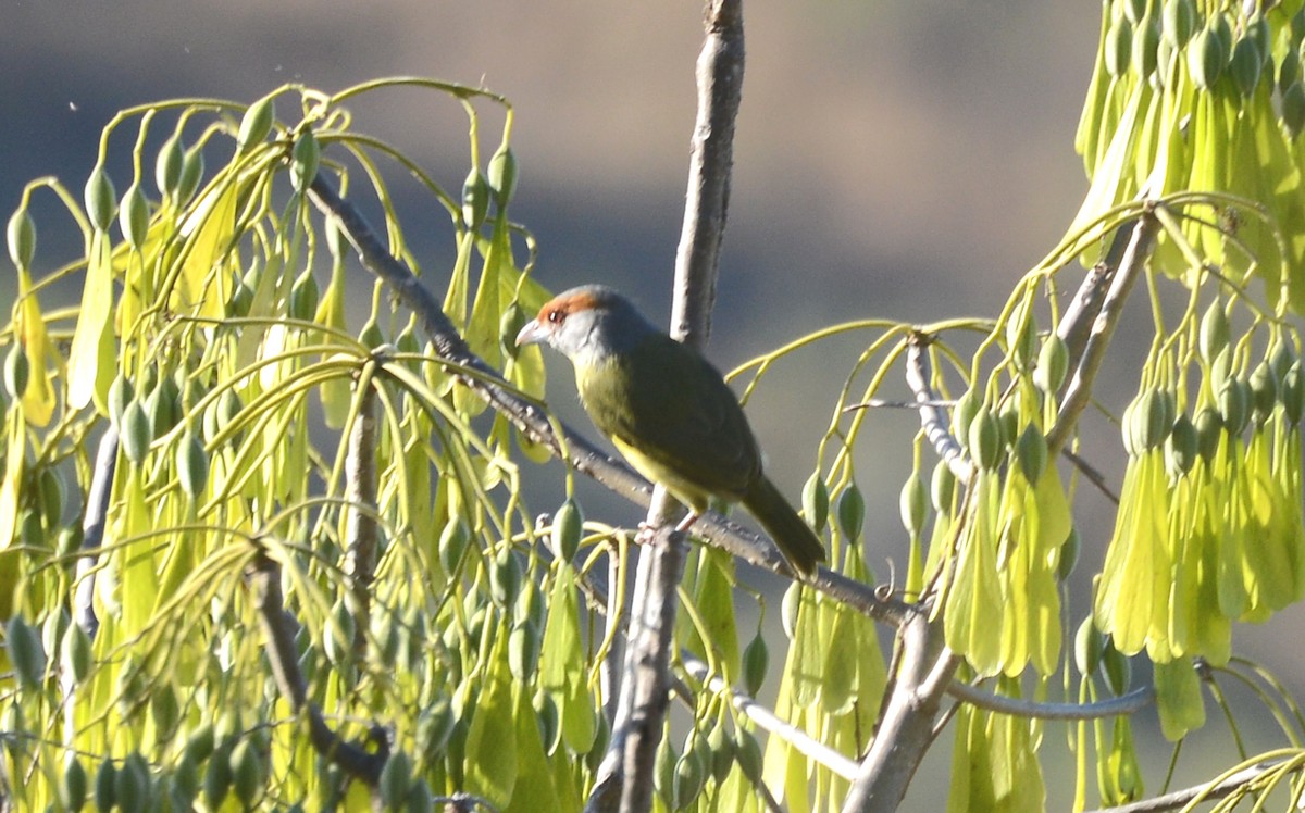 Rufous-browed Peppershrike (Northern) - Bill Telfair