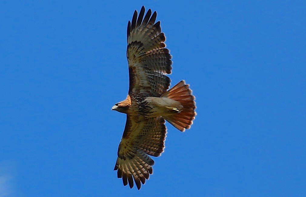 Red-tailed Hawk - Anonymous