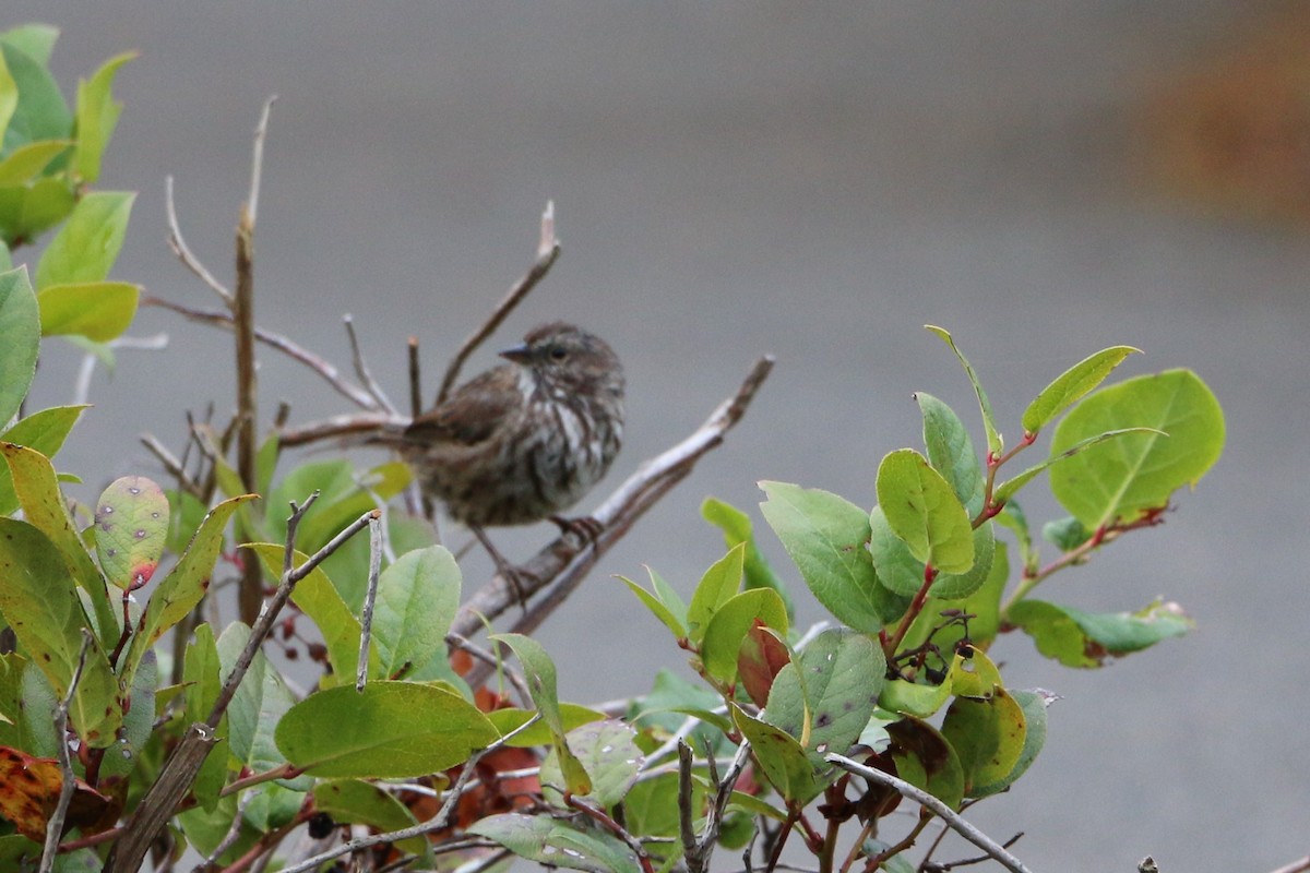 Song Sparrow - ML88369091