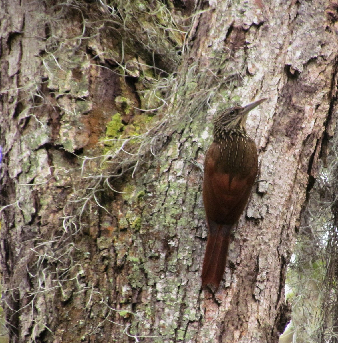 Ivory-billed Woodcreeper - ML88369251