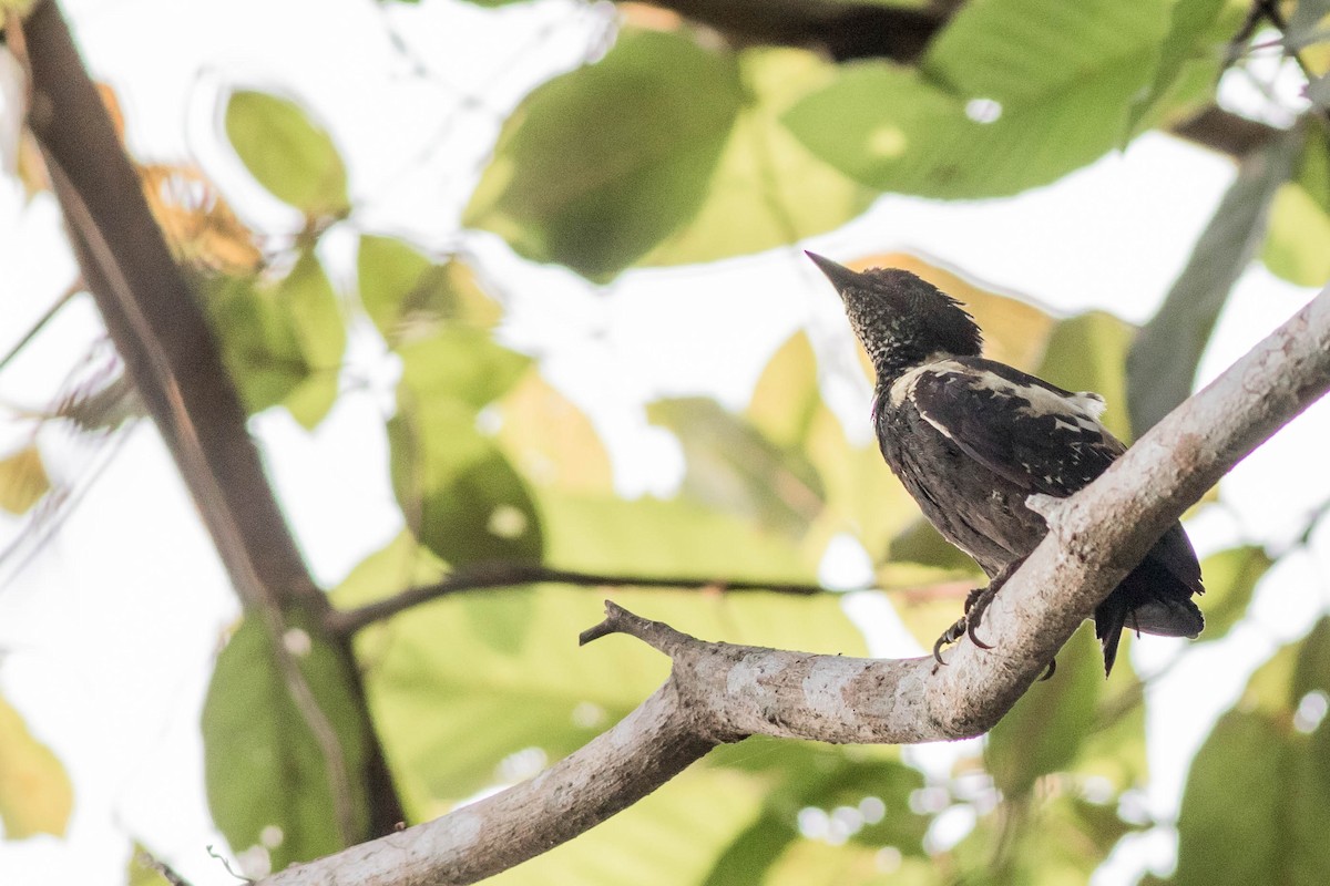 Black-and-buff Woodpecker - ML88369601