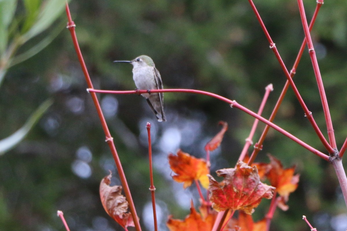 Anna's Hummingbird - ML88369851