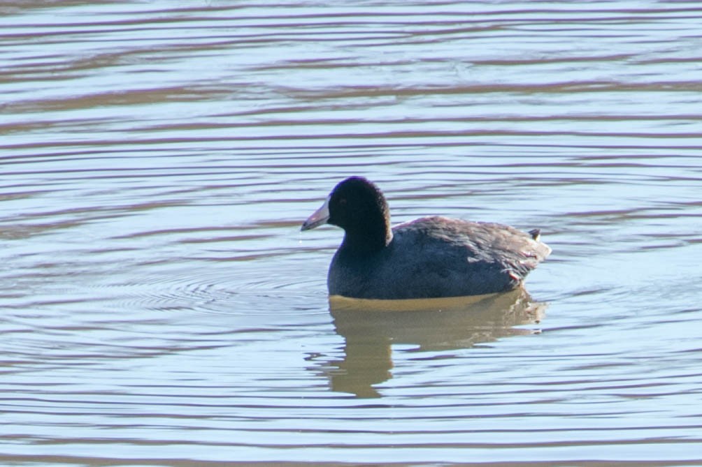 American Coot - ML88370651