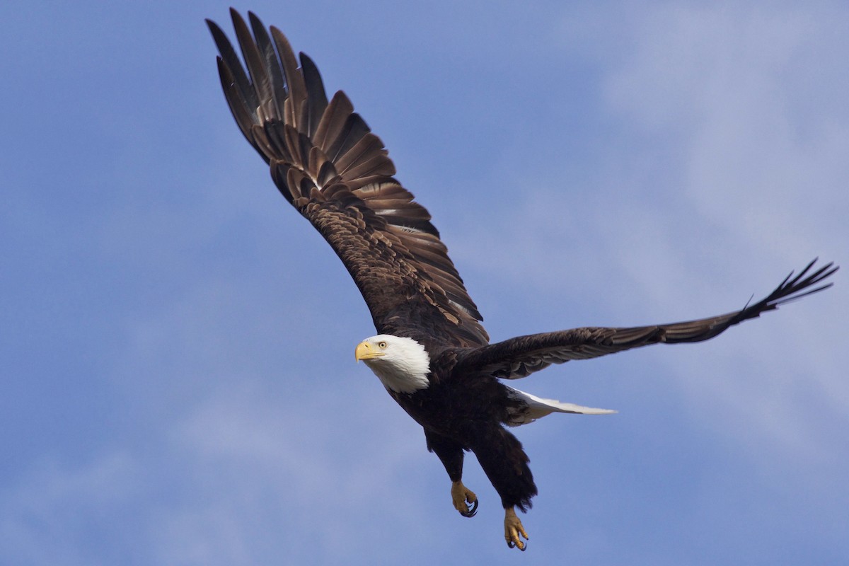 Bald Eagle - ML88371811