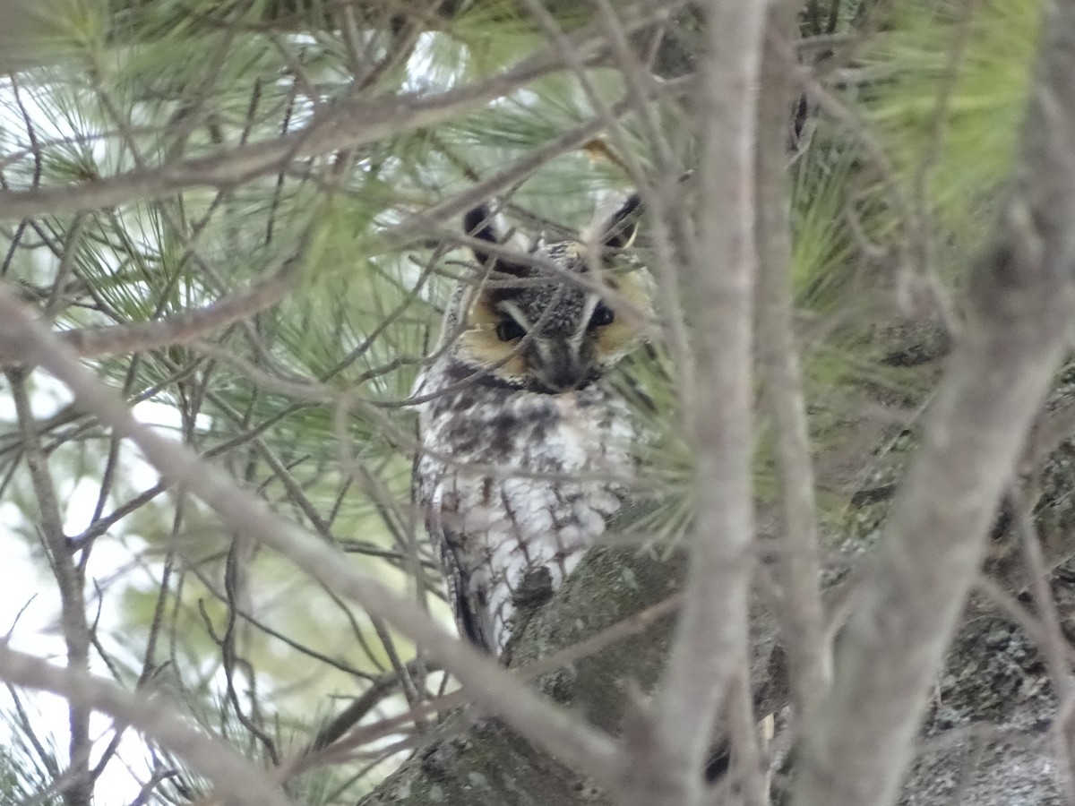 Long-eared Owl - ML88372021
